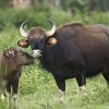 Study to Revive Bison Population