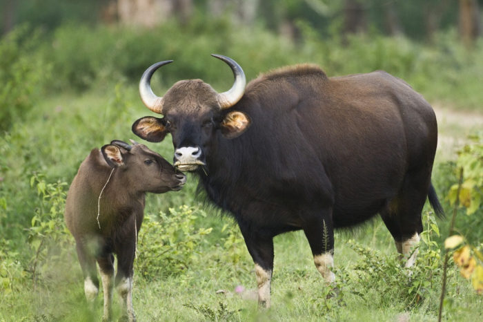 Study to Revive Bison Population