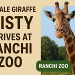 Promotional graphic announcing the arrival of female giraffe Misty at Ranchi Zoo, with bold text on a beige background and a close-up of Misty against a green, tree-filled backdrop