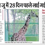 Tragic Death of Giraffe "Misti" at Ranchi's Birsa Zoo