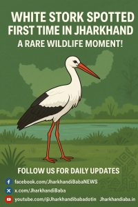 White Stork spotted for the first time in Jharkhand near Ranchi wetlands – Jharkhand news today on jharkhandibaba.in.
