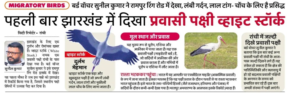 White Stork spotted near Ranchi wetlands