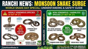 Infographic showing venomous vs non-venomous snakes in Jharkhand by jharkhandibaba.in