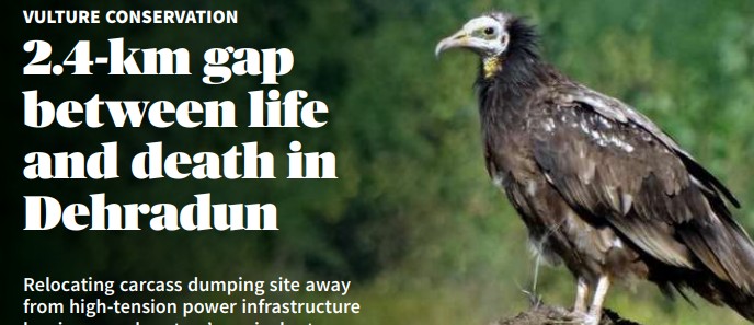 Dehradun Vulture Conservation Case Study: Saving Raptors